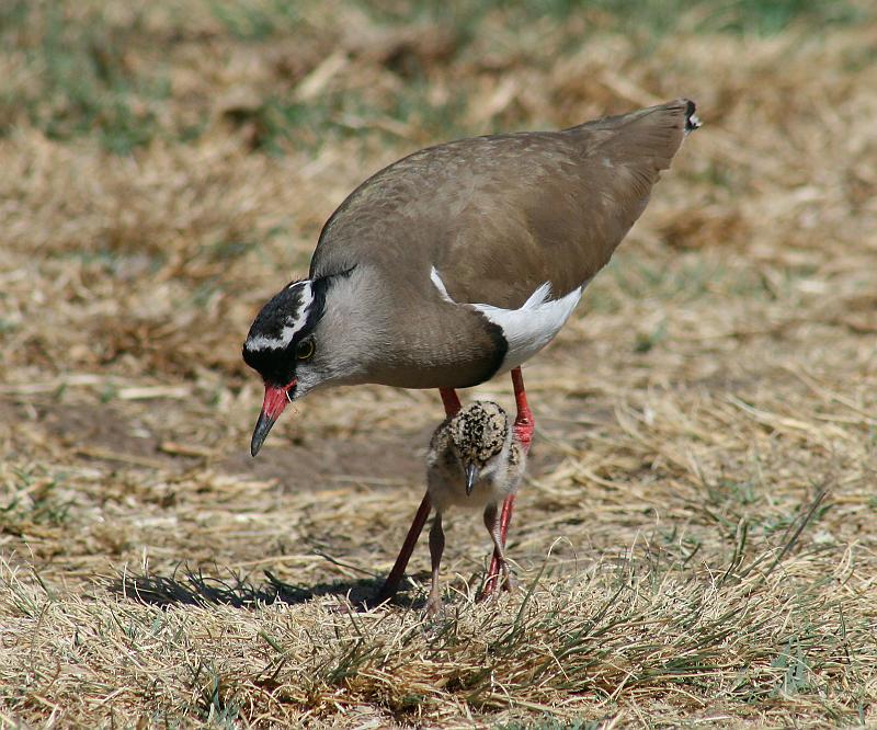 kiewiet met kuiken 2.jpg - Kordaat staan die kiewietkuiken by sy ma. Hulle hardloop al van kleins af!